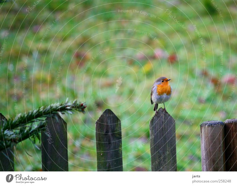 wrenless Animal Wild animal Bird 1 Think Listening Natural Nature Fence Garden Robin redbreast Colour photo Exterior shot Deserted Copy Space left