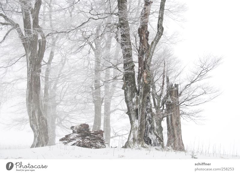 Baumloben | beautiful straight beeches Nature Plant Winter Bad weather Ice Frost Snow Snowfall Tree Field Forest Cold White Clump of trees Snowscape Picturesque