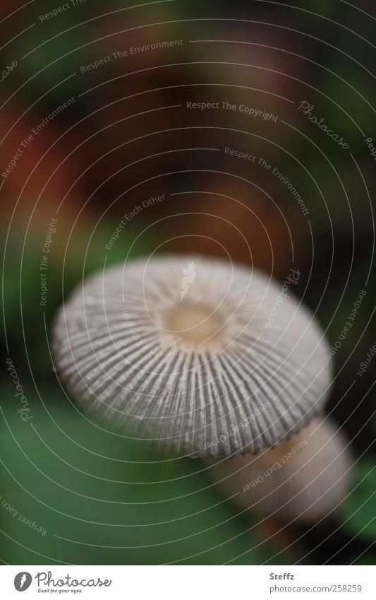 mysterious existence on the forest floor Shaggy mane Mushroom cap toxic fungus Woodground Growth Symmetry natural symmetry naturally lamellar fungus mushrooms