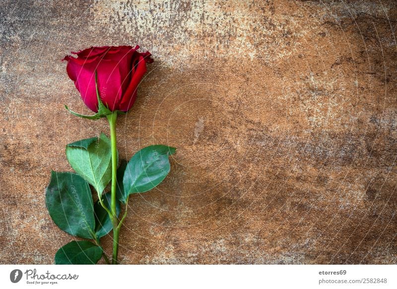 Red roses on rusty background Feasts & Celebrations Valentine's Day Mother's Day Wedding Flower Rose Natural Nature Romance Love Rust Copy Space Blossom leave