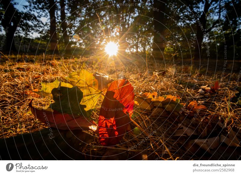 Autumn I Nature Landscape Plant Cloudless sky Sun Sunlight Beautiful weather Tree Grass Bushes Foliage plant Leaf Deciduous forest Park Meadow Forest Berlin