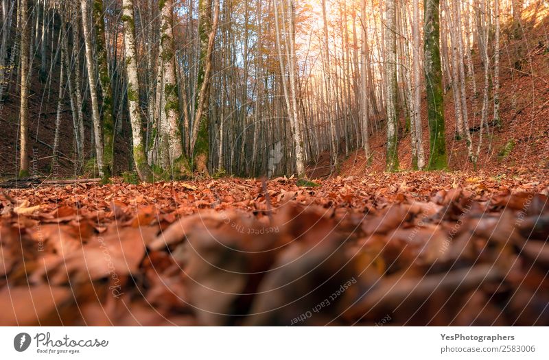 Deciduous autumn forest at ground level Nature Autumn Beautiful weather Leaf Field Forest Bright Natural Gold Determination Bavaria Fussen Germany October