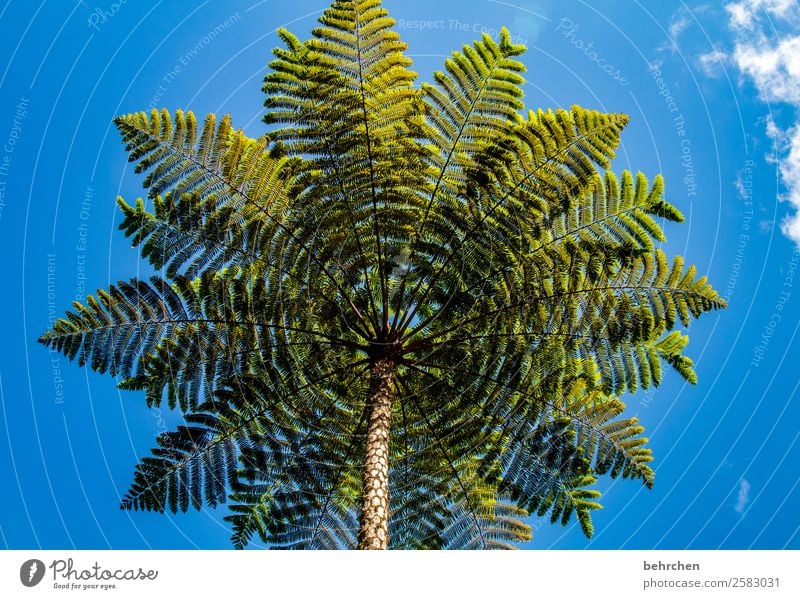 exotic christmas tree;) Vacation & Travel Tourism Trip Adventure Far-off places Freedom Nature Landscape Sky Clouds Beautiful weather Plant Tree Leaf Fern