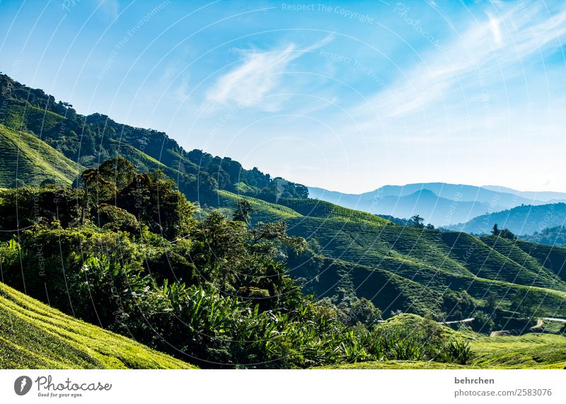 tea Vacation & Travel Tourism Trip Adventure Far-off places Freedom Nature Landscape Sky Clouds Plant Leaf Agricultural crop Tea plants Tea plantation