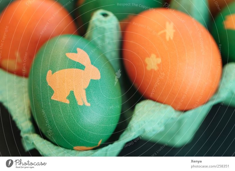 freshly painted Egg Yellow Green Easter Easter egg Easter Bunny Eggs cardboard Orange Painted Colour photo Deserted