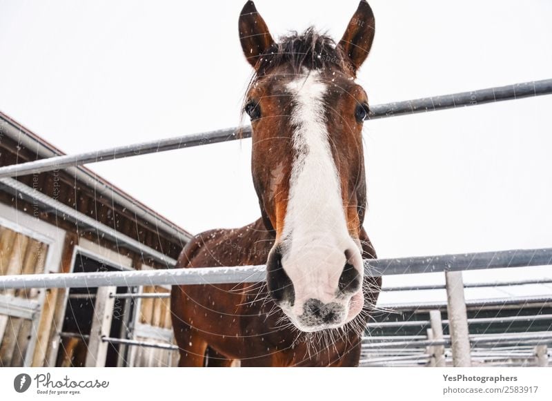 Horse looking at camera while snowing Winter Snow Nature Animal Snowfall Farm animal Animal face Friendliness Cold Funny Cute Brown White Delightful agriculture