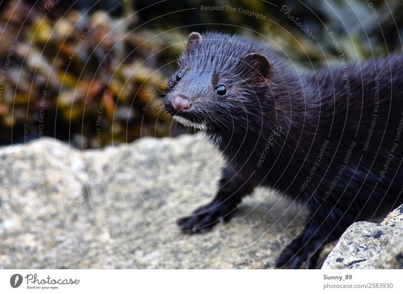 otters Animal Wild animal Animal face Pelt Paw 1 Observe Brash Curiosity Colour photo Multicoloured Exterior shot Macro (Extreme close-up) Day