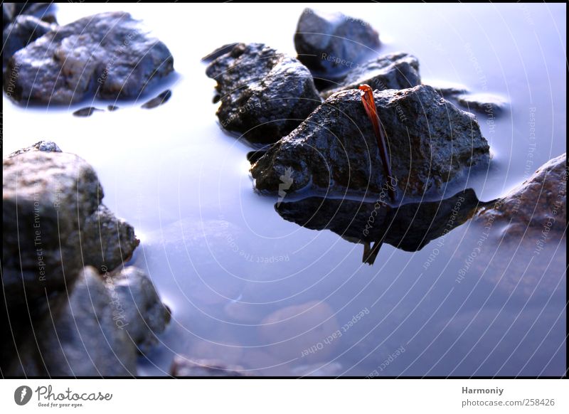 Stones to hold on to Environment Nature Water Brook River Wild Blue Serene Calm Hope Stones in water Colour photo Exterior shot Day Light Shadow