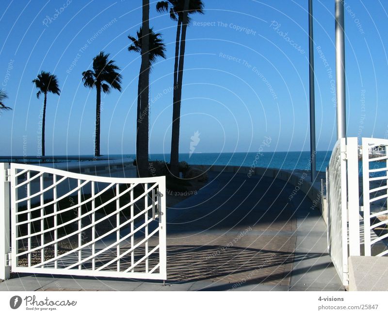 gate Palm tree Dubai Ocean Vacation & Travel Success Blue sky Gate Vantage point Lanes & trails