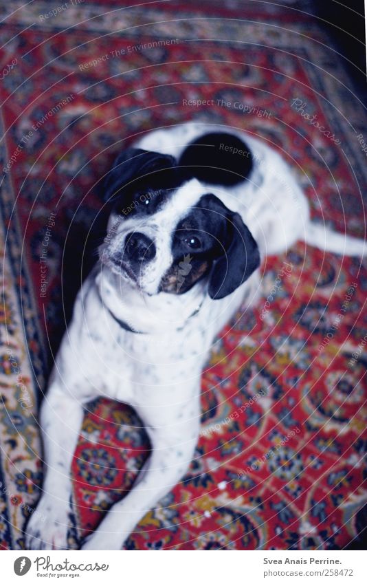 truffles. Carpet Pet Dog 1 Animal Lie Curiosity Beg Colour photo Subdued colour Interior shot Pattern Shallow depth of field Bird's-eye view Animal portrait