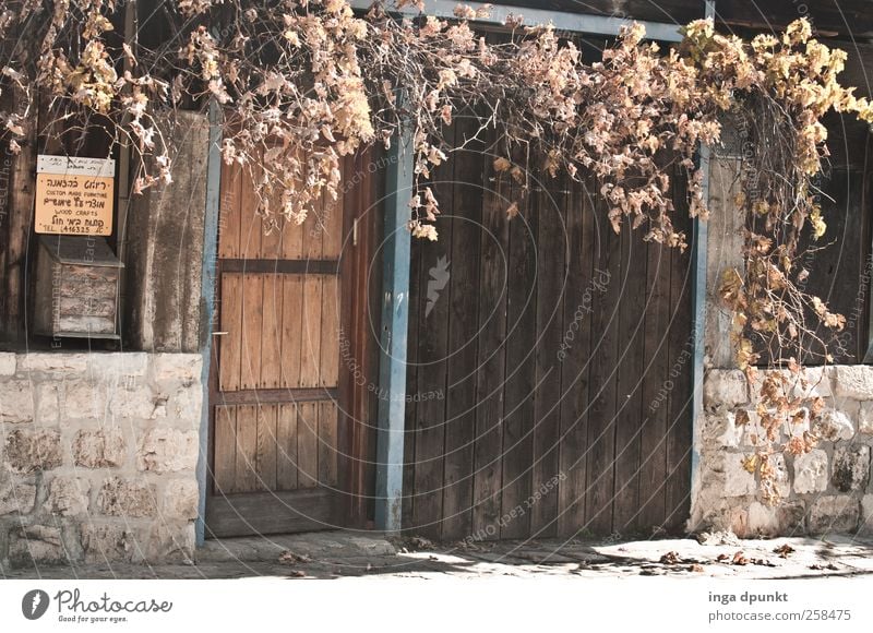 sidelong glance Environment Autumn Plant Leaf Foliage plant Outskirts Deserted House (Residential Structure) Wall (barrier) Wall (building) Facade Door Mailbox