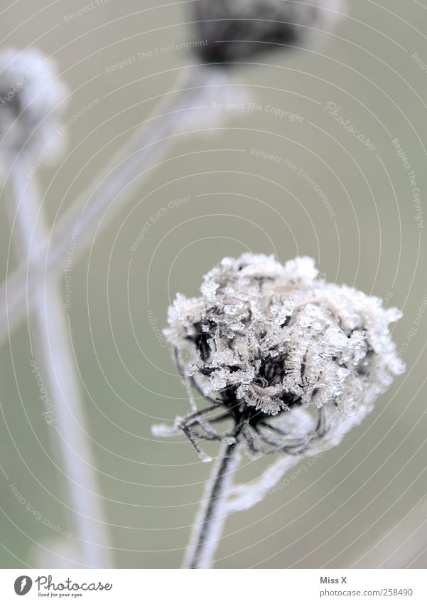 chill Environment Nature Winter Weather Ice Frost Plant Flower Bushes Leaf Blossom Cold Hoar frost Frozen Colour photo Subdued colour Exterior shot Close-up