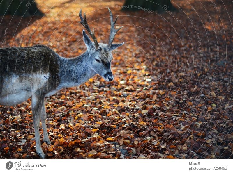 deer la Nature Animal Autumn Leaf Forest Wild animal 1 Deer Even-toed ungulate Antlers Deciduous forest Autumn leaves Colour photo Exterior shot Deserted