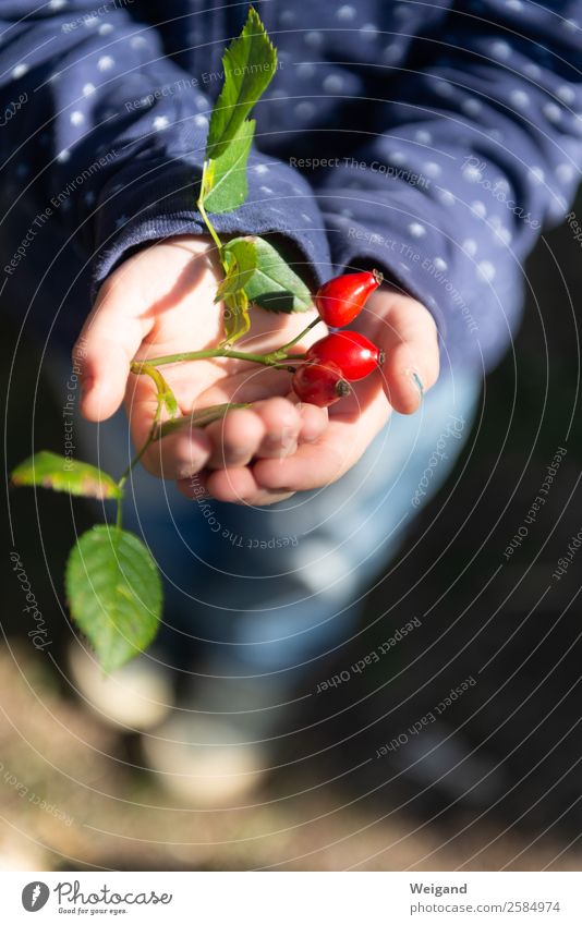 autumn bliss Food Slow food Tea Harmonious Contentment Senses Calm Meditation Fragrance Kindergarten Child Glittering Happy Red Emotions