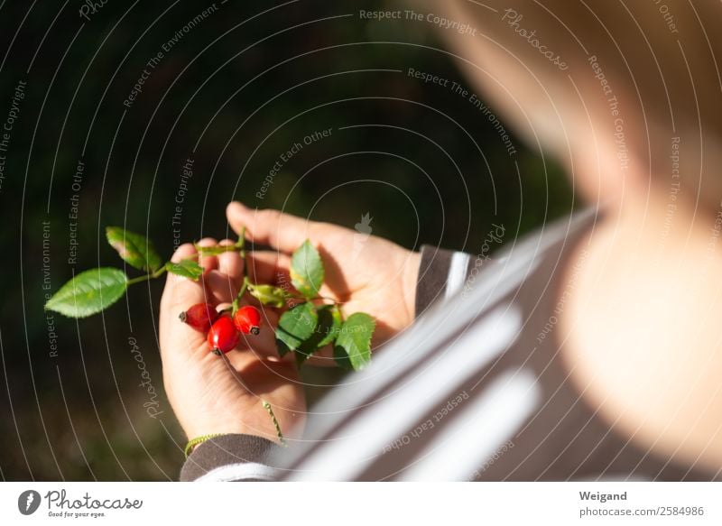 rose hips Food Organic produce Harmonious Senses Relaxation Calm Fragrance Thanksgiving Parenting Study Child Plant To enjoy Looking Glittering Happy Red