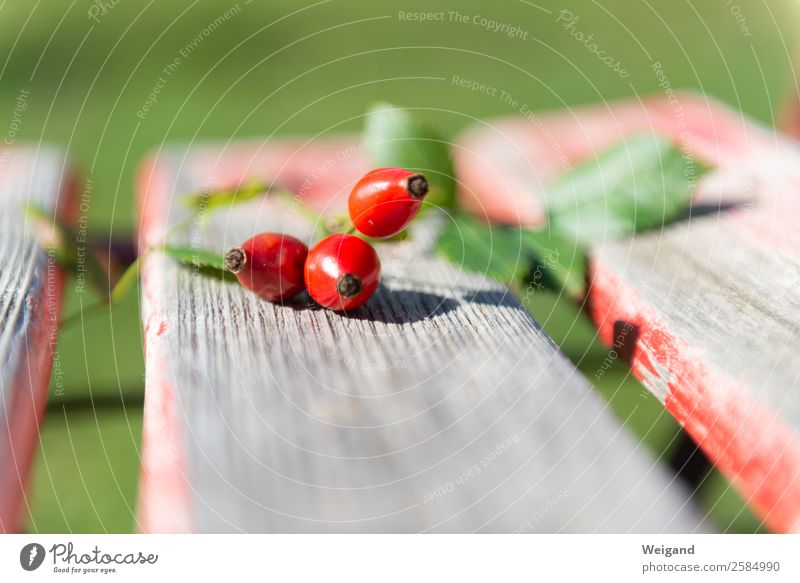 rose hips Food Organic produce Contentment Senses Fresh Green Red Trust Loyalty Autumn Rose hip Garden Harvest Vegan diet Colour photo Exterior shot