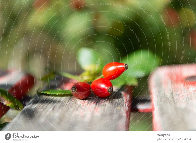 rose hips Food Contentment Senses Relaxation Plant Garden Park Meadow Green Red Modest Sustainability Rose hip Jam Autumn Harvest Serene Calm Colour photo