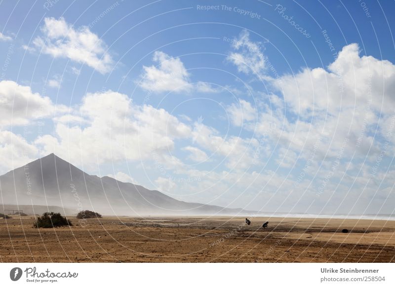 cofete Nature Landscape Sand Air Water Sky Clouds Beautiful weather Wind Plant Bushes Hill Mountain Volcano Coast Beach Island Fuerteventura Spain Desert Bird 2