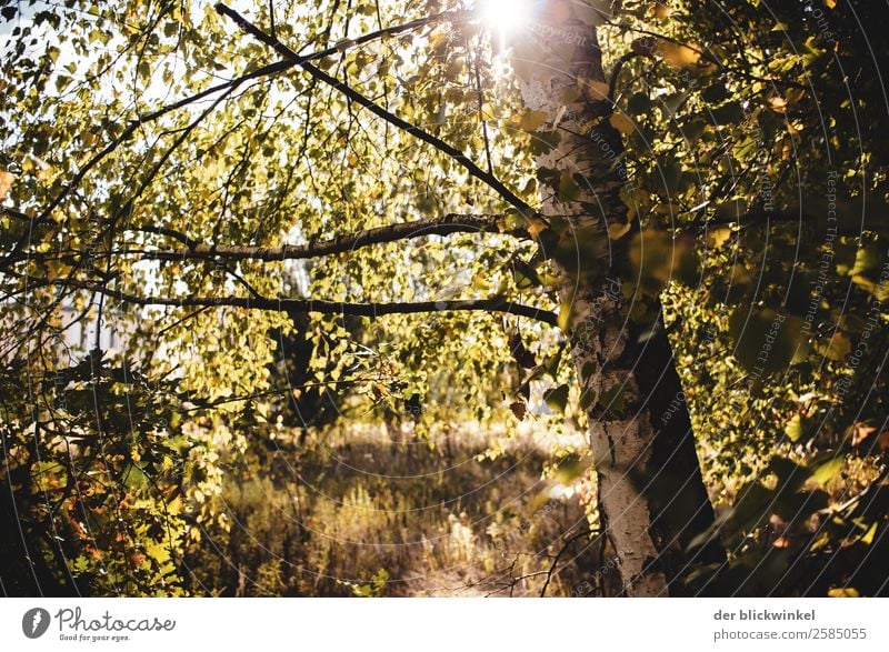 Autumn mood with birch Environment Nature Sun Beautiful weather Tree Birch tree Forest Wood Emotions Moody Joy Happy Happiness Contentment