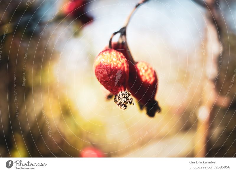 Autumn and its fruits V Environment Nature Plant Beautiful weather Dog rose Emotions Moody Contentment Brave Grateful Truth Autumnal Rose hip Colour photo