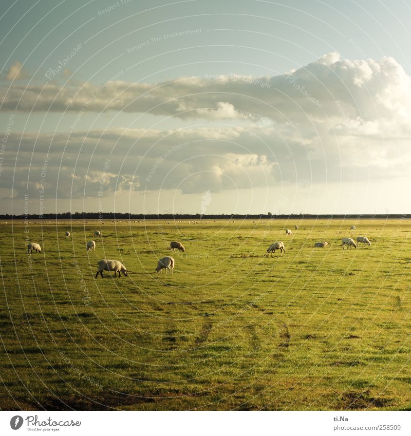 Behind the horizon it goes on Grass Dithmarschen Schleswig-Holstein Farm animal Sheep Flock Group of animals Herd To feed Infinity Blue Green Tourism Wet meadow