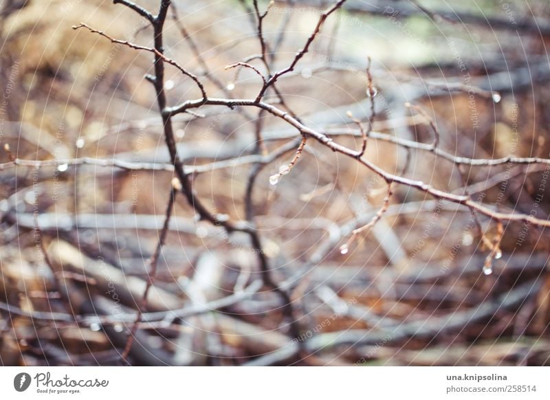 scruffy Environment Nature Plant Drops of water Rain Bushes Fluid Wet Natural Whimsical Branch Blur Wood Colour photo Subdued colour Exterior shot Close-up