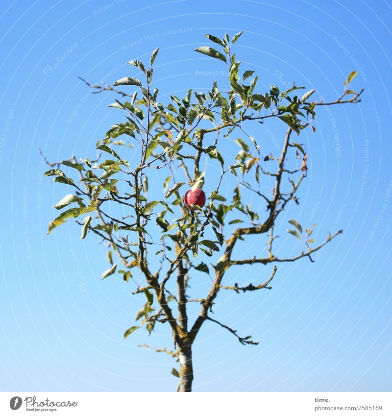 Last Order Knowledge Environment Nature Plant Sky Autumn Beautiful weather Tree Apple Apple tree Apple harvest Happiness Natural Self-confident Life Endurance