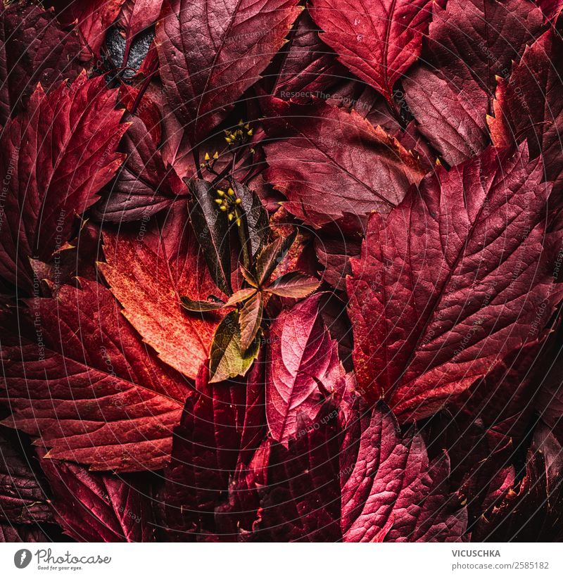 Red autumn leaves Style Design Nature Autumn Leaf Decoration Background picture September Autumn leaves October November Dark Colour photo Studio shot