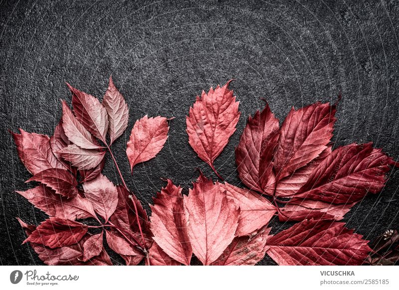 Red leaves on black background Style Design Decoration Nature Autumn Plant Blossom Background picture September ocstober Leaf Frame Dark background Colour photo