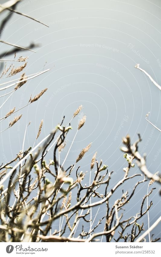 Spiekeroog upstairs. Nature Plant Cloudless sky Beautiful weather Drought Bushes Coast Cold Common Reed Towering Upward Blur Subdued colour Exterior shot Day