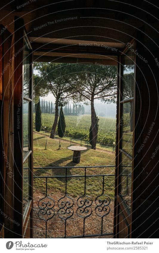 prospect Landscape Brown Green Tuscany Accommodation Vantage point Room Italy Tree Avenue Vine Morning Fog Window Colour photo Exterior shot Interior shot