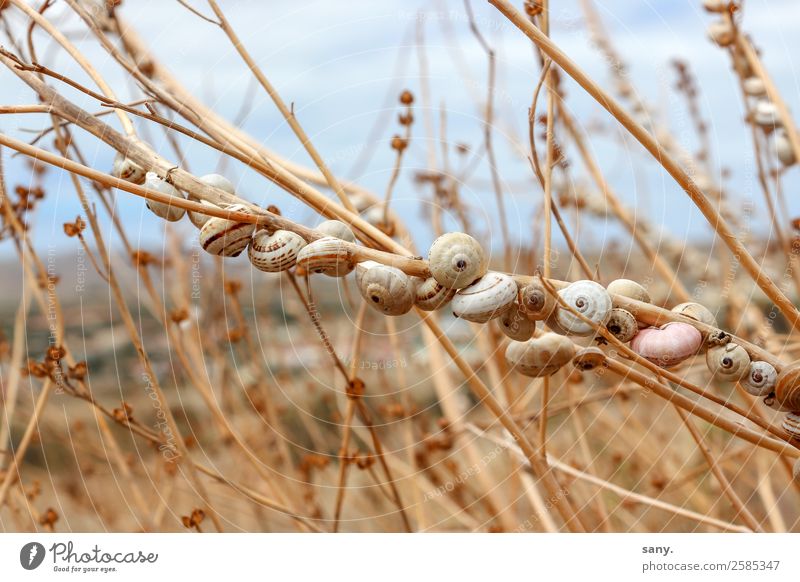 little snails Nature Sky Sun Summer Beautiful weather Plant Grass Meadow Field Snail barren grass Portugal Animal Wild animal Mussel Group of animals Flock