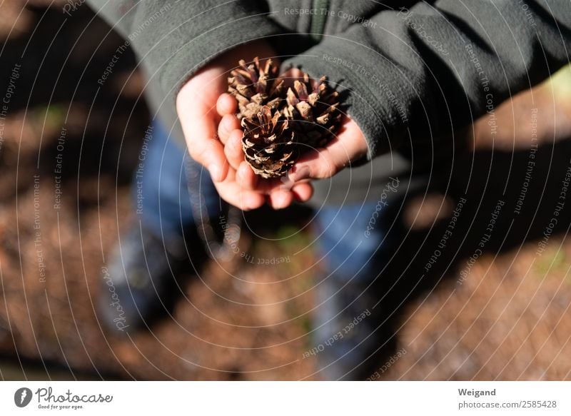 pine cone Vacation & Travel Child 1 - 3 years Toddler 3 - 8 years Infancy Environment Nature Autumn Wood Brown Attentive Collection Forest Experience Cone