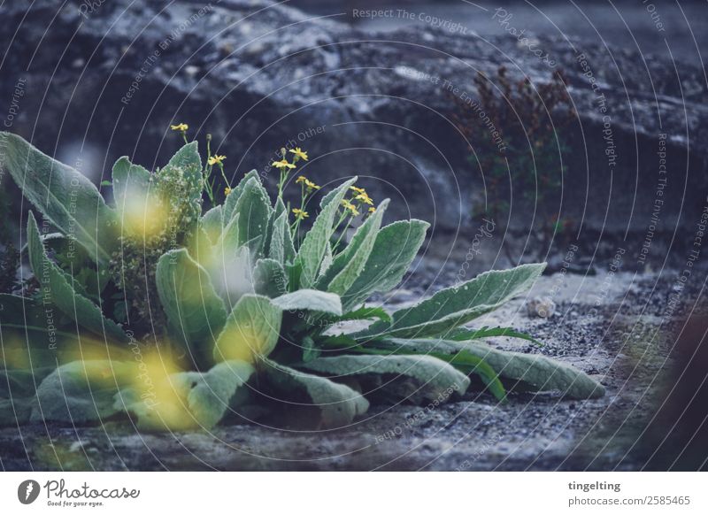 weeds Environment Nature Plant Flower Leaf Blossom Foliage plant Wild plant Stone Concrete Blossoming Fragrance Blue Yellow Gray Green Weed Asphalt