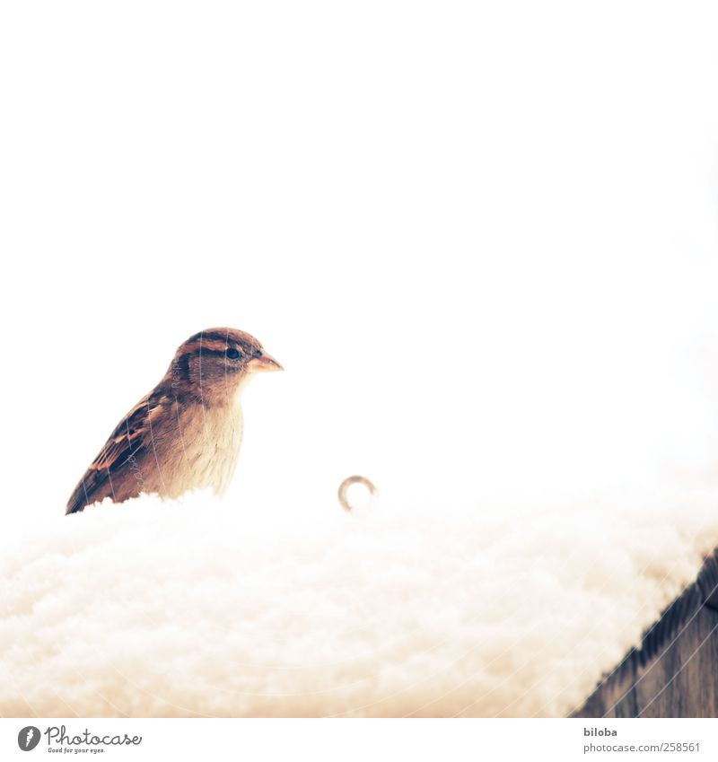 The sparrows whistle it off the roofs... Nature Animal Winter Ice Frost Bird Sparrow 1 Brown Yellow White Pipe Roof Snowfall Cross processing Colour photo