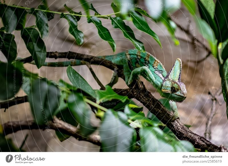 chameleon Nature Animal Bushes Leaf Virgin forest Berlin Germany Europe Wild animal Aquarium Chameleon 1 Brown Green Branch Climbing Hide Slowly Iguana Saurians