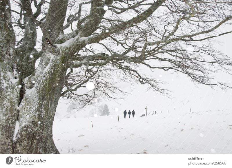 tree praises | way home Friendship 3 Human being Landscape Winter Bad weather Ice Frost Snow Snowfall Plant Tree Going Hiking Cold White Picturesque Fence Gray