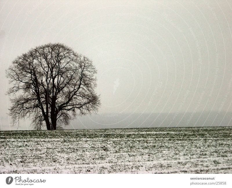 chill Tree Grass Fog Snow