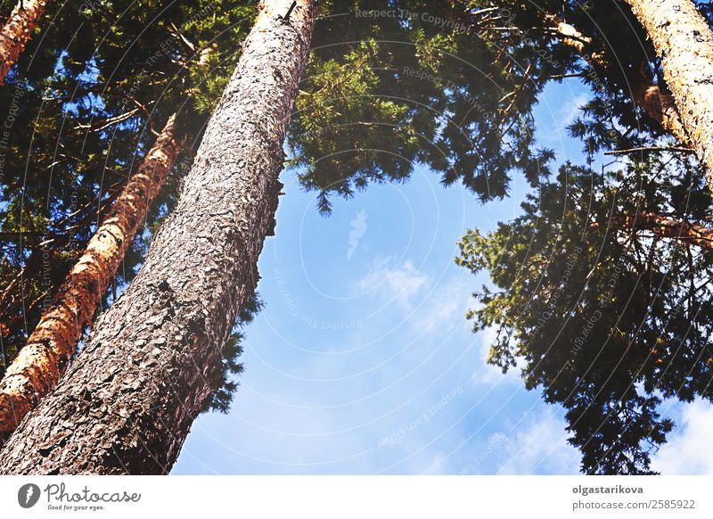 Tops of tree pine in sky with clouds. Beautiful Summer Environment Nature Landscape Sky Clouds Autumn Climate Tree Leaf Park Forest Wood Growth Bright Natural