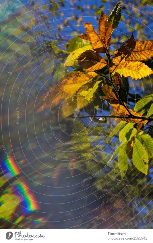 Golden October Environment Nature Plant Sky Autumn Beautiful weather Tree Leaf Forest Growth Natural Blue Brown Yellow Green Emotions Prismatic colour