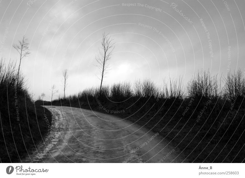 Defoliated Trip Far-off places Hiking Clouds Storm clouds Weather Bushes Field Hill Street Lanes & trails Line Arrow Target Walking Gloomy Transience