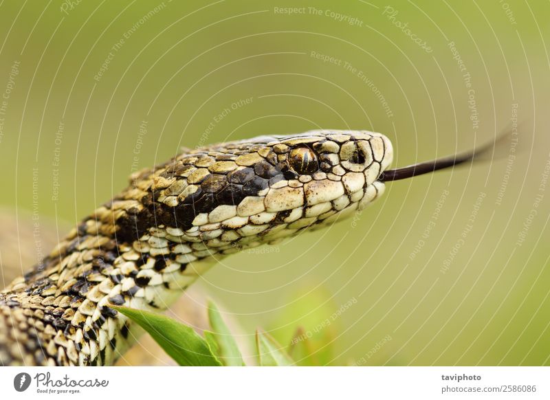 macro portrait of rare meadow viper Beautiful Nature Animal Meadow Snake Wild Brown Fear Dangerous Viper head tongue poisonous vipera ursinii colorful venomous