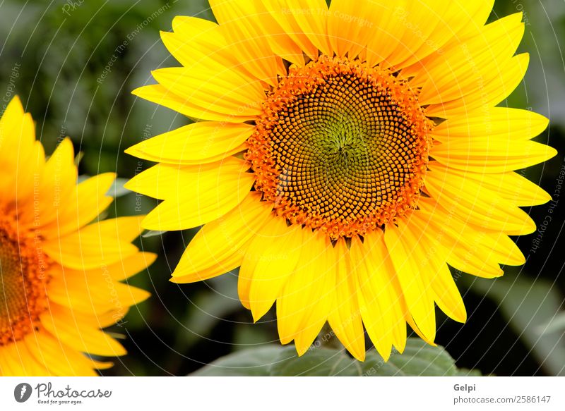 Image of beautiful sunflowers Beautiful Summer Sun Garden Nature Landscape Plant Sky Flower Leaf Blossom Meadow Growth Bright Natural Yellow Green Colour