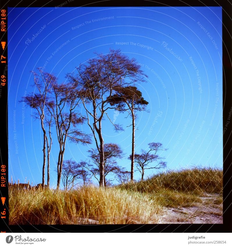 western beach Environment Nature Landscape Plant Sky Cloudless sky Summer Climate Beautiful weather Tree Grass Darss Western Beach Growth Natural Wild