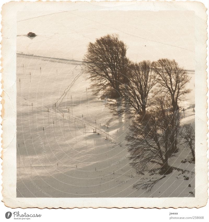 souvenir Landscape Winter Beautiful weather Snow Tree Field Lanes & trails Old Historic Tall Cold Black White Calm Decline Past Sepia colour Photo paper Square