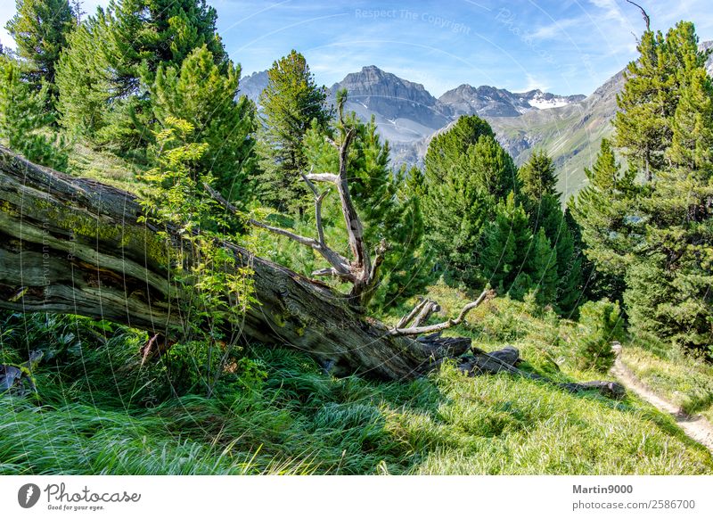 Untouched mountain world II Sun Mountain Hiking Environment Nature Landscape Animal Sunlight Summer Beautiful weather Forest Alps Blue Green Colour photo