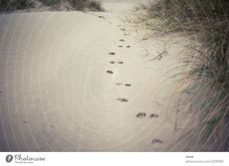 Road to the sea Beach Environment Nature Landscape Elements Sand Grass Lanes & trails Animal tracks Discover Going Loneliness Past Tracks Search Dune Beach dune