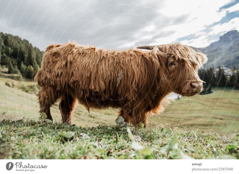 Scottish Highland Cattle Nature Animal Farm animal Cow Highland cattle 1 Cool (slang) Natural Curiosity Colour photo Exterior shot Deserted Day