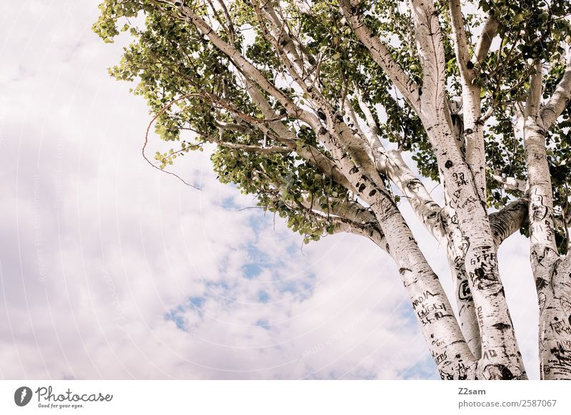 birch Environment Nature Landscape Sky Clouds Sun Summer Climate Climate change Tree Forest Large Tall Sustainability Natural Warmth Green Idyll