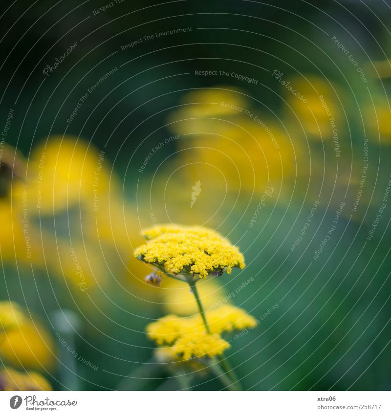 yellowish-green Environment Nature Plant Flower Blossom Yellow Green Colour photo Exterior shot Close-up Copy Space top